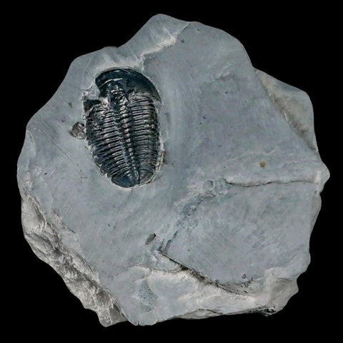 1.3" Elrathia Kingi Trilobite Fossil In Matrix House Range Utah Cambrian Age COA - Fossil Age Minerals