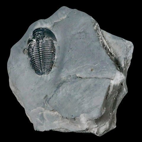 1.3" Elrathia Kingi Trilobite Fossil In Matrix House Range Utah Cambrian Age COA - Fossil Age Minerals