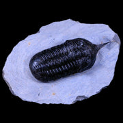 2.9" Morocconites Malladoides Trilobite Fossil Morocco Devonian Age Display, COA