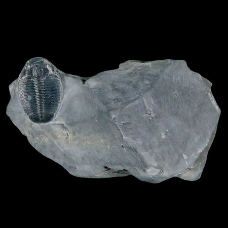 1.2" Elrathia Kingi Trilobite Fossil In Matrix House Range Utah Cambrian Age COA