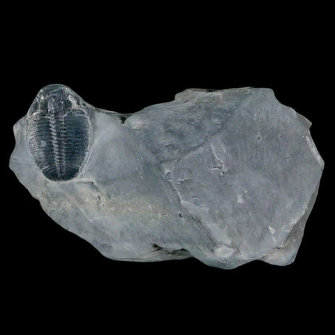 1.2" Elrathia Kingi Trilobite Fossil In Matrix House Range Utah Cambrian Age COA - Fossil Age Minerals