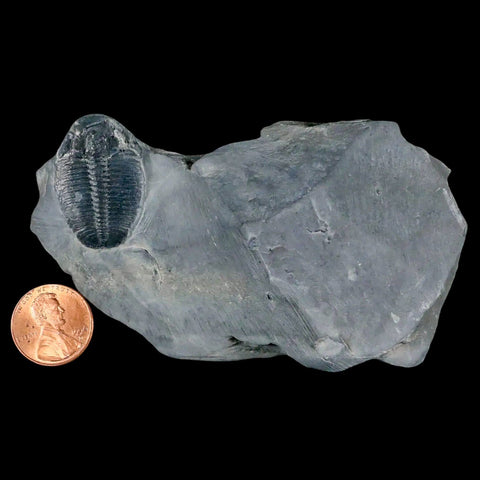 1.2" Elrathia Kingi Trilobite Fossil In Matrix House Range Utah Cambrian Age COA - Fossil Age Minerals