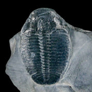 1.2" Elrathia Kingi Trilobite Fossil In Matrix House Range Utah Cambrian Age COA