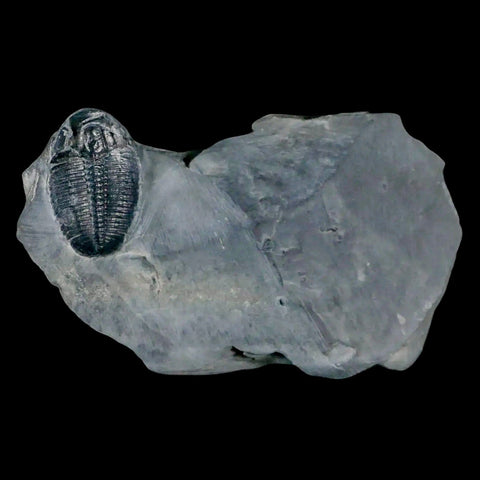 1.2" Elrathia Kingi Trilobite Fossil In Matrix House Range Utah Cambrian Age COA - Fossil Age Minerals