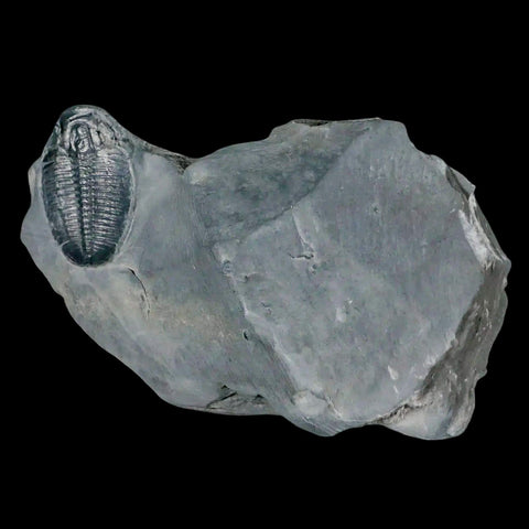 1.2" Elrathia Kingi Trilobite Fossil In Matrix House Range Utah Cambrian Age COA - Fossil Age Minerals