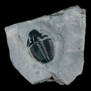 1.2" Elrathia Kingi Trilobite Fossil In Matrix House Range Utah Cambrian Age COA