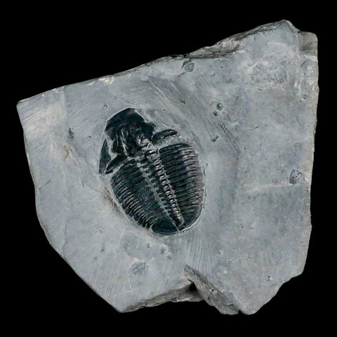 1.2" Elrathia Kingi Trilobite Fossil In Matrix House Range Utah Cambrian Age COA - Fossil Age Minerals