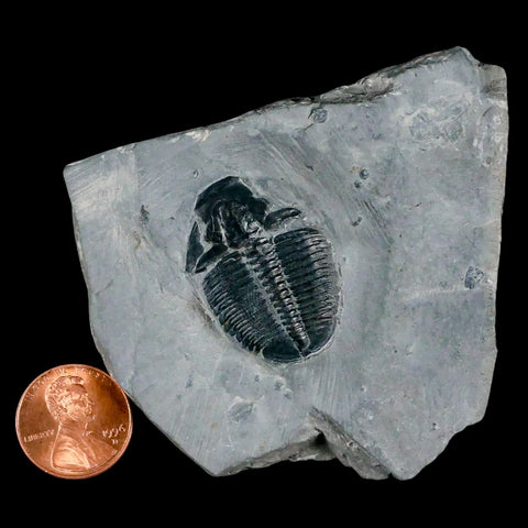 1.2" Elrathia Kingi Trilobite Fossil In Matrix House Range Utah Cambrian Age COA - Fossil Age Minerals