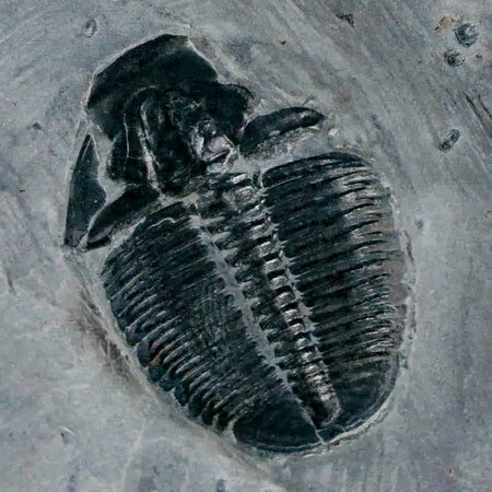 1.2" Elrathia Kingi Trilobite Fossil In Matrix House Range Utah Cambrian Age COA