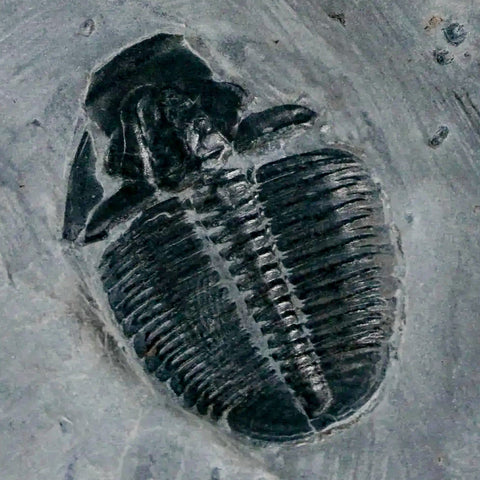 1.2" Elrathia Kingi Trilobite Fossil In Matrix House Range Utah Cambrian Age COA - Fossil Age Minerals