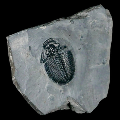 1.2" Elrathia Kingi Trilobite Fossil In Matrix House Range Utah Cambrian Age COA - Fossil Age Minerals