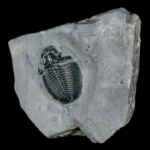 1.2" Elrathia Kingi Trilobite Fossil In Matrix House Range Utah Cambrian Age COA - Fossil Age Minerals