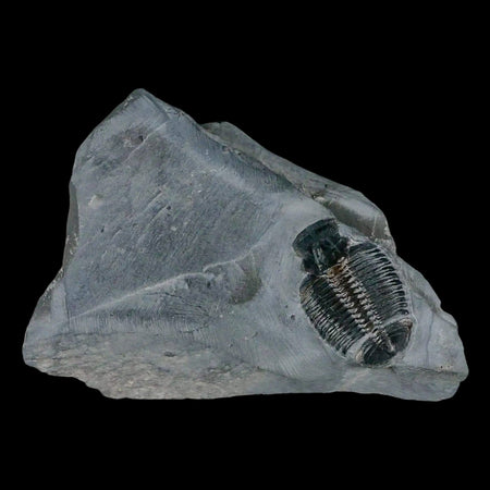 1.2" Elrathia Kingi Trilobite Fossil In Matrix House Range Utah Cambrian Age COA