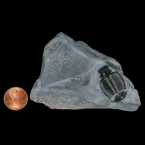 1.2" Elrathia Kingi Trilobite Fossil In Matrix House Range Utah Cambrian Age COA - Fossil Age Minerals