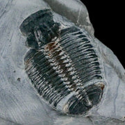 1.2" Elrathia Kingi Trilobite Fossil In Matrix House Range Utah Cambrian Age COA