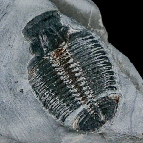 1.2" Elrathia Kingi Trilobite Fossil In Matrix House Range Utah Cambrian Age COA - Fossil Age Minerals