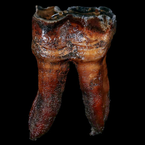 3.1" Woolly Rhinoceros Fossil Rooted Tooth Pleistocene Age Megafauna Russia COA - Fossil Age Minerals
