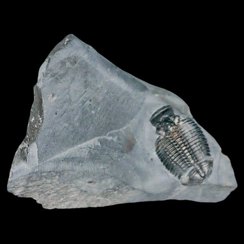 1.2" Elrathia Kingi Trilobite Fossil In Matrix House Range Utah Cambrian Age COA - Fossil Age Minerals