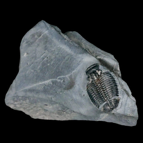 1.2" Elrathia Kingi Trilobite Fossil In Matrix House Range Utah Cambrian Age COA - Fossil Age Minerals