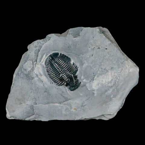 1.3" Elrathia Kingi Trilobite Fossil In Matrix House Range Utah Cambrian Age COA - Fossil Age Minerals