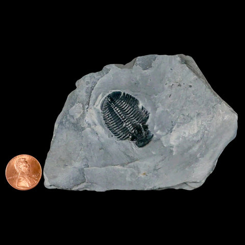 1.3" Elrathia Kingi Trilobite Fossil In Matrix House Range Utah Cambrian Age COA - Fossil Age Minerals