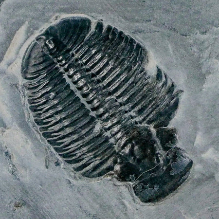 1.3" Elrathia Kingi Trilobite Fossil In Matrix House Range Utah Cambrian Age COA