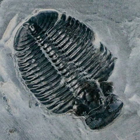 1.3" Elrathia Kingi Trilobite Fossil In Matrix House Range Utah Cambrian Age COA - Fossil Age Minerals