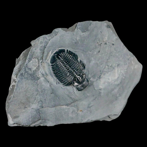 1.3" Elrathia Kingi Trilobite Fossil In Matrix House Range Utah Cambrian Age COA - Fossil Age Minerals