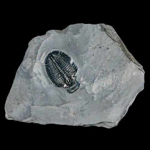 1.3" Elrathia Kingi Trilobite Fossil In Matrix House Range Utah Cambrian Age COA - Fossil Age Minerals