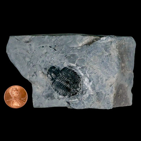 1.2" Elrathia Kingi Trilobite Fossil In Matrix House Range Utah Cambrian Age COA - Fossil Age Minerals