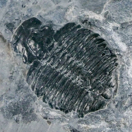 1.2" Elrathia Kingi Trilobite Fossil In Matrix House Range Utah Cambrian Age COA