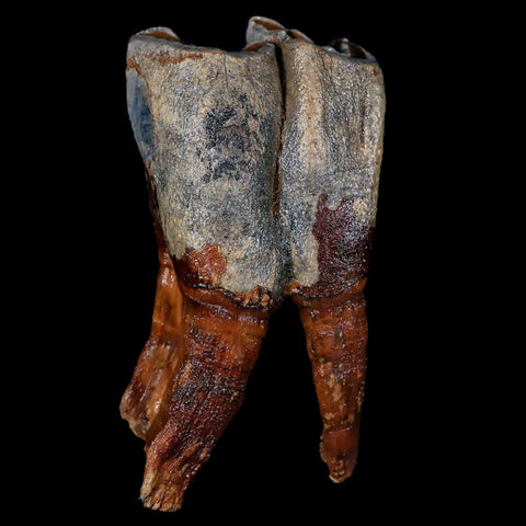 4.2" Woolly Rhinoceros Fossil Rooted Tooth Pleistocene Age Megafauna Russia COA - Fossil Age Minerals