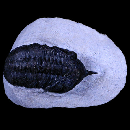 2.4" Morocconites Malladoides Trilobite Fossil Morocco Devonian Age Display, COA
