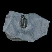 1.3" Elrathia Kingi Trilobite Fossil In Matrix House Range Utah Cambrian Age COA