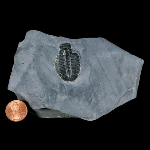 1.3" Elrathia Kingi Trilobite Fossil In Matrix House Range Utah Cambrian Age COA - Fossil Age Minerals