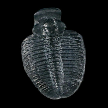 1.3" Elrathia Kingi Trilobite Fossil In Matrix House Range Utah Cambrian Age COA