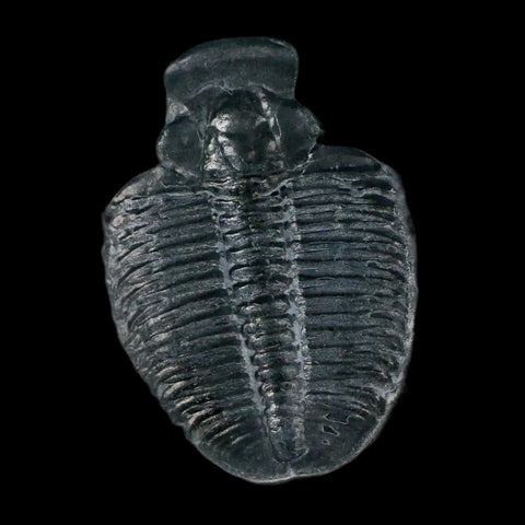 1.3" Elrathia Kingi Trilobite Fossil In Matrix House Range Utah Cambrian Age COA - Fossil Age Minerals