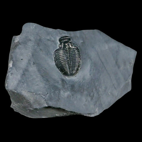 1.3" Elrathia Kingi Trilobite Fossil In Matrix House Range Utah Cambrian Age COA - Fossil Age Minerals