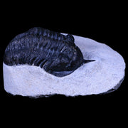 2.4" Morocconites Malladoides Trilobite Fossil Morocco Devonian Age Display, COA