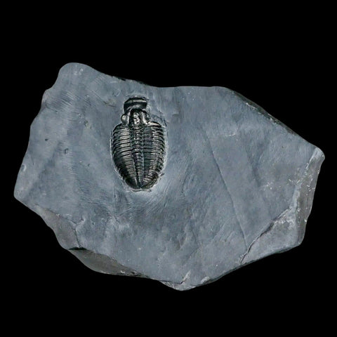 1.3" Elrathia Kingi Trilobite Fossil In Matrix House Range Utah Cambrian Age COA - Fossil Age Minerals