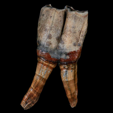 4.5" Woolly Rhinoceros Fossil Rooted Tooth Pleistocene Age Megafauna Russia COA - Fossil Age Minerals