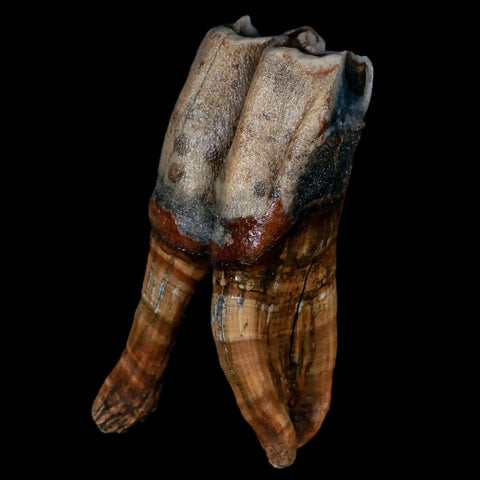 4.5" Woolly Rhinoceros Fossil Rooted Tooth Pleistocene Age Megafauna Russia COA - Fossil Age Minerals
