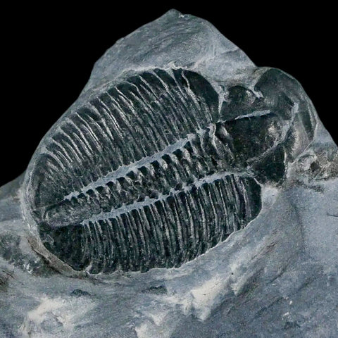 1.1" Elrathia Kingi Trilobite Fossil In Matrix House Range Utah Cambrian Age COA - Fossil Age Minerals