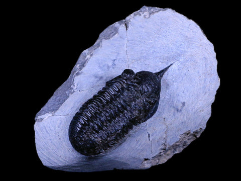 2.3" Morocconites Malladoides Trilobite Fossil Morocco Devonian Age Display, COA - Fossil Age Minerals