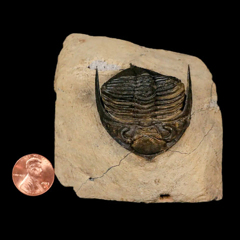 2.6" Zlichovaspis Rugosa Trilobite Fossil Morocco Devonian Age 400 Mil Yrs Old - Fossil Age Minerals