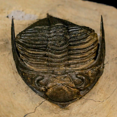 2.6" Zlichovaspis Rugosa Trilobite Fossil Morocco Devonian Age 400 Mil Yrs Old - Fossil Age Minerals