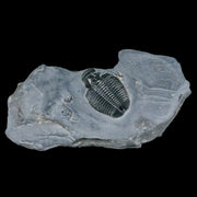 1.2" Elrathia Kingi Trilobite Fossil In Matrix House Range Utah Cambrian Age COA