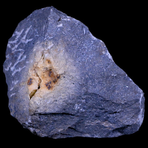2.3" Morocconites Malladoides Trilobite Fossil Morocco Devonian Age Display, COA - Fossil Age Minerals