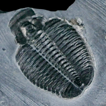 1.2" Elrathia Kingi Trilobite Fossil In Matrix House Range Utah Cambrian Age COA