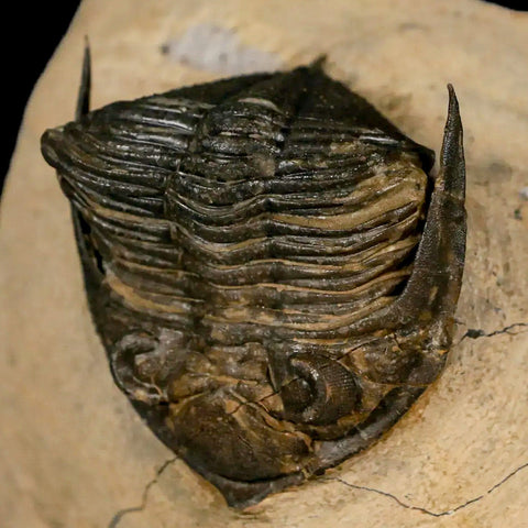 2.6" Zlichovaspis Rugosa Trilobite Fossil Morocco Devonian Age 400 Mil Yrs Old - Fossil Age Minerals